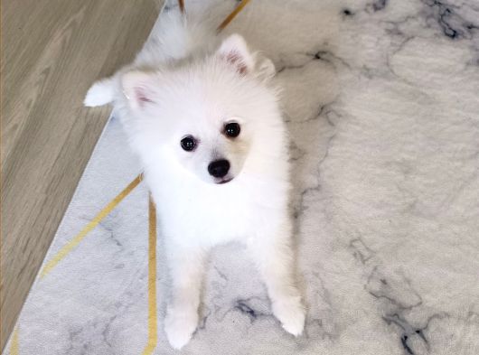 5 Aylık Dişi Pomeranian Boo görsel