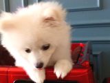 5 Aylık Dişi Pomeranian Boo