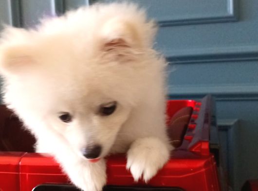 5 Aylık Dişi Pomeranian Boo görsel
