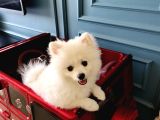 5 Aylık Dişi Pomeranian Boo