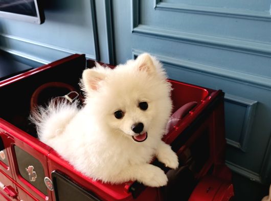 5 Aylık Dişi Pomeranian Boo