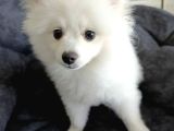 5 Aylık Dişi Pomeranian Boo