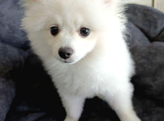 5 Aylık Dişi Pomeranian Boo görsel