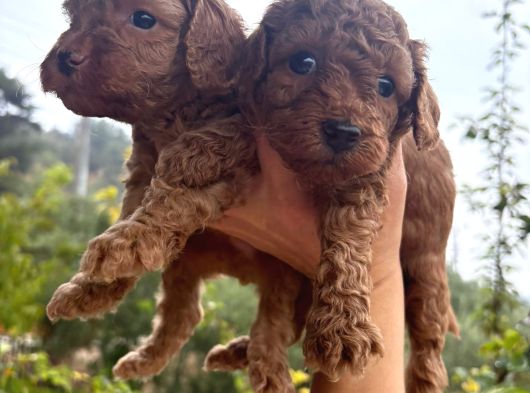 Toy Poodle Yavru Mama Ve Malzeme Kampanyalı görsel