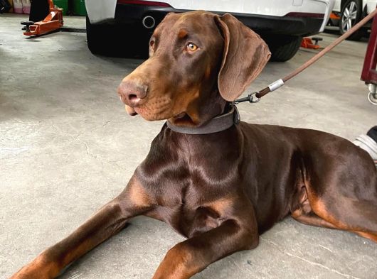 Safkan King Eğitimli Doberman Yavrularımız