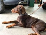 Safkan King Eğitimli Doberman Yavrularımız