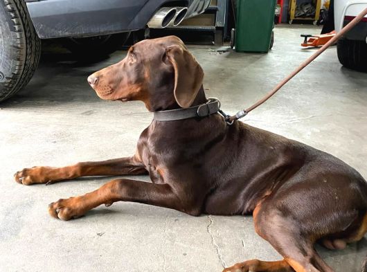 Safkan King Eğitimli Doberman Yavrularımız görsel