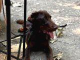Safkan King Eğitimli Doberman Yavrularımız
