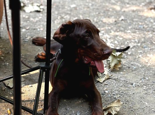 Safkan King Eğitimli Doberman Yavrularımız görsel