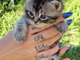 30 Gunluk Silwer Tabby Yavrular