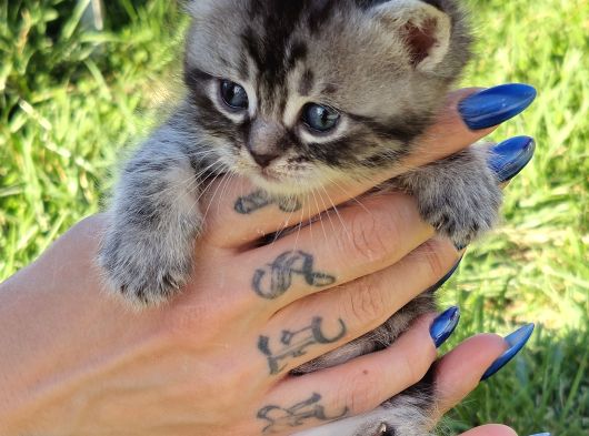 30 Gunluk Silwer Tabby Yavrular görsel