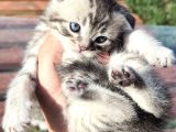 30 Gunluk Silwer Tabby Yavrular