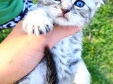 30 Gunluk Silwer Tabby Yavrular