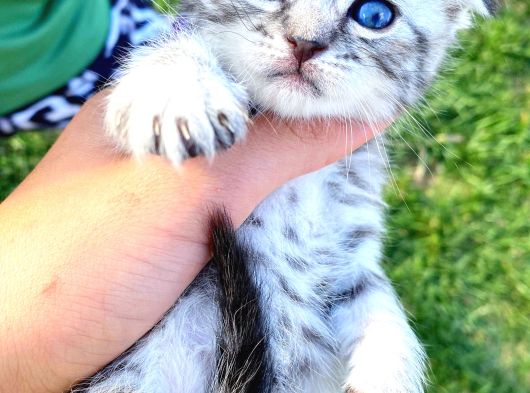 30 Gunluk Silwer Tabby Yavrular görsel