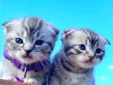 30 gunluk Silwer tabby yavrular