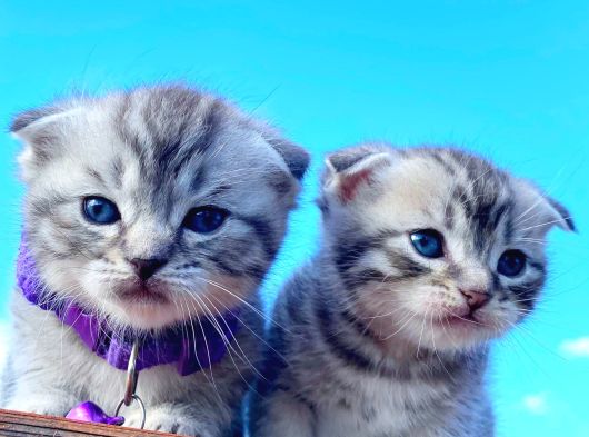 30 Gunluk Silwer Tabby Yavrular