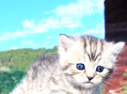 30 Gunluk Silwer Tabby Yavrular görsel