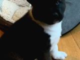 Safkan Amerikan Akita Yavrular