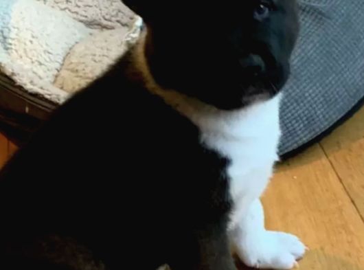 Safkan Amerikan Akita Yavrular görsel