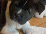 Safkan Amerikan Akita Yavrular