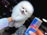 KAR BEYAZ POMERANİAN BOO