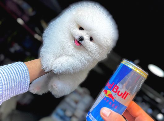 Kar Beyaz Pomerani̇an Boo
