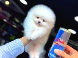 Kar Beyaz Pomerani̇an Boo
