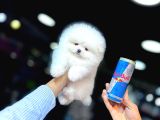 Kar Beyaz Pomerani̇an Boo