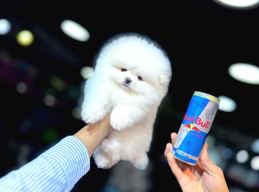 Kar Beyaz Pomerani̇an Boo görsel