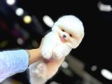 Pomerani̇an Boo Yavrumuz