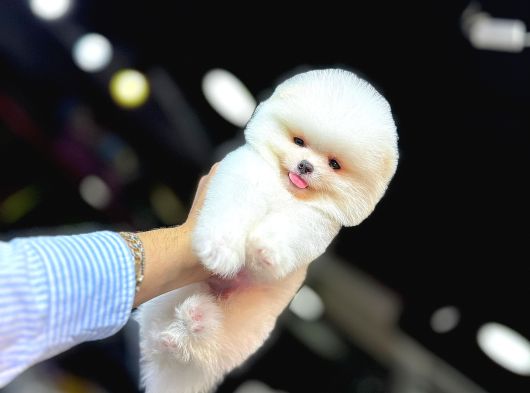 Pomerani̇an Boo Yavrumuz görsel