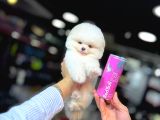Pomerani̇an Boo Yavrumuz