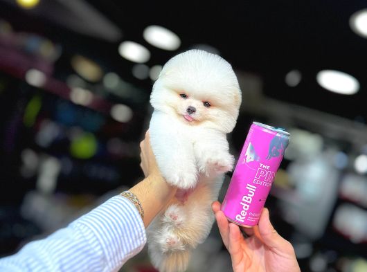 Pomerani̇an Boo Yavrumuz görsel