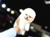 POMERANİAN BOO YAVRUMUZ