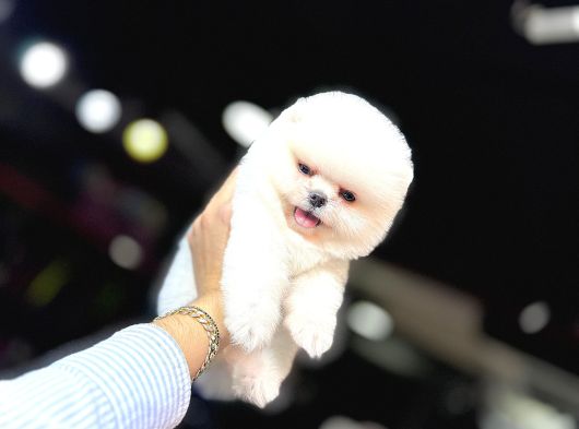 Pomerani̇an Boo Yavrumuz
