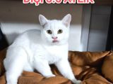 British Shorthai̇r Erkek Di̇şi̇ Yavrularimiz