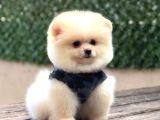 Ayı surat pomeranian boo