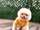 Ayı Surat Pomeranian Boo
