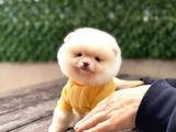 Ayı Surat Pomeranian Boo