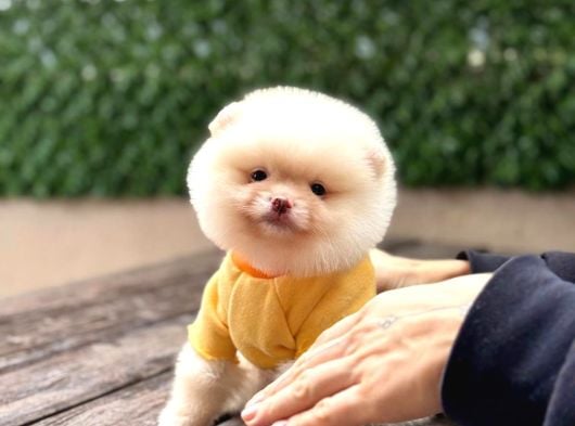 Ayı Surat Pomeranian Boo görsel