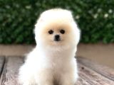 Ayı surat pomeranian boo