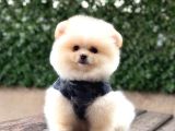 Ayı Surat Pomeranian Boo