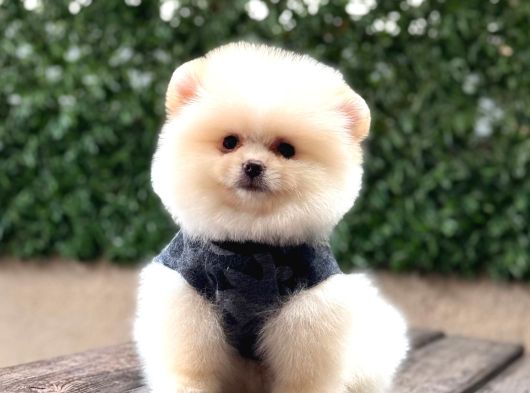 Ayı Surat Pomeranian Boo görsel