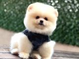 Ayı Surat Pomeranian Boo