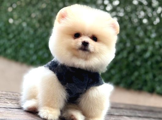 Ayı Surat Pomeranian Boo görsel