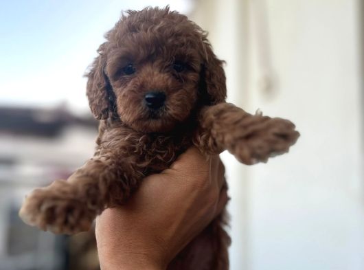 Toy Poodle Çi̇kolatalarim görsel