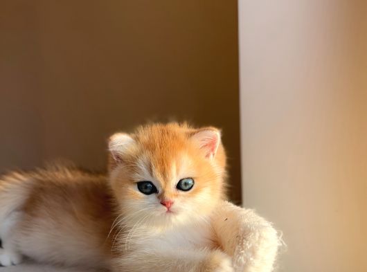 Yarışma Standartlarında British Shorthair görsel