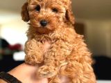 Toy Poodle Irk Ve Sağlık Garantili Yavrular