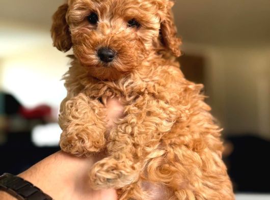 Toy Poodle Irk Ve Sağlık Garantili Yavrular görsel