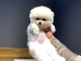 Ayı surat pomeranian boo yavrularım yuva arıyor